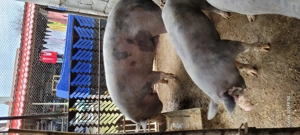 Porci și grasuni rasa pietrean  - imagine 4