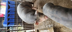 Porci și grasuni rasa pietrean  - imagine 5