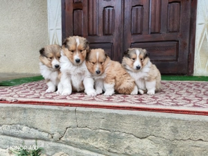Ciobănesc Scoțian - Collie Rough - Long Haired Collie 