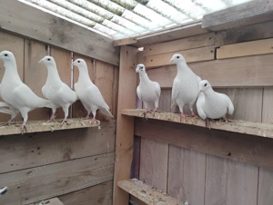 Porumbei albi voiajori