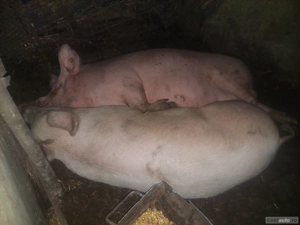 Porci de vanzare - imagine 2