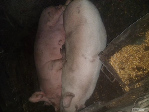 Porci de vanzare