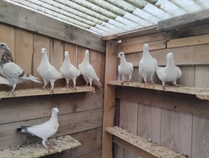 Porumbei albi voiajori și argintii - imagine 2