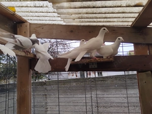 Porumbei albi voiajori și argintii - imagine 3