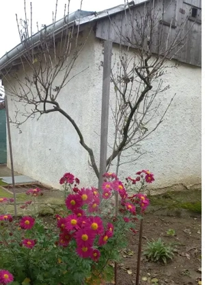 Casă bătrânească cu teren generos – 1.807 mp, Tulbureni - imagine 3