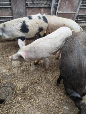 Vând porci - 100 -140 - imagine 2