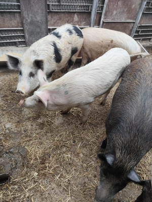 Vând porci - 100 -140 - imagine 3