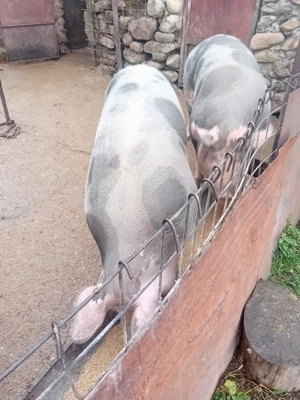 Porc pietrain de vânzare  - imagine 2