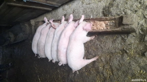 purcei de vânzare  - imagine 2