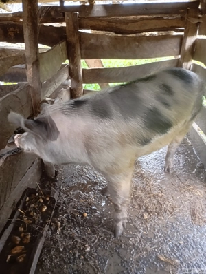 porci de tăiat 