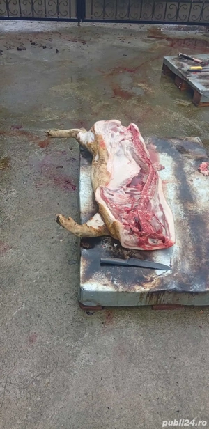 carcasa porc  - imagine 2