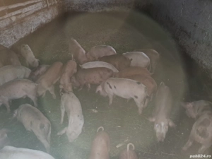 vand purcei - imagine 2