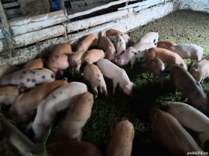 vand purcei - imagine 4