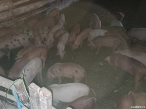 vand purcei - imagine 3