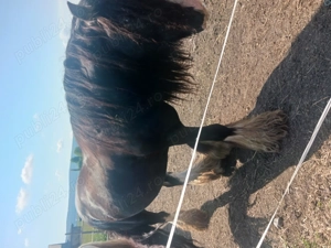 Armasar gypsy vanner