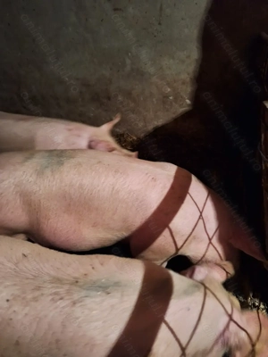 Vând porci rasa de carne bio