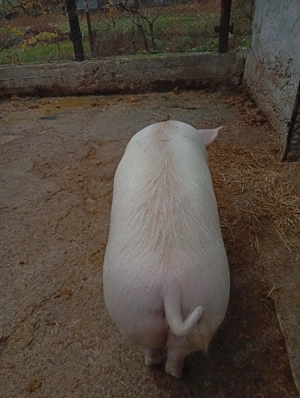 Porci -- Sanmartin de Beius -- 14 lei kg - imagine 2