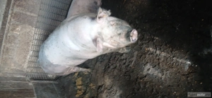 vând porci 120    150,, 250. kg  - imagine 4
