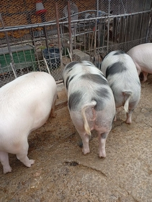 Porci -- Sanmartin de Beius -- 14 lei kg - imagine 3