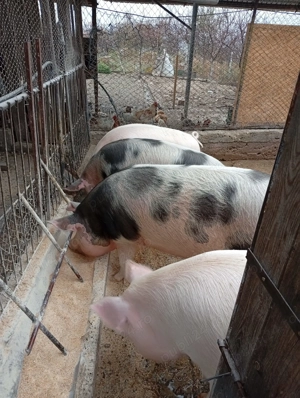 Porci -- Sanmartin de Beius -- 14 lei kg - imagine 5