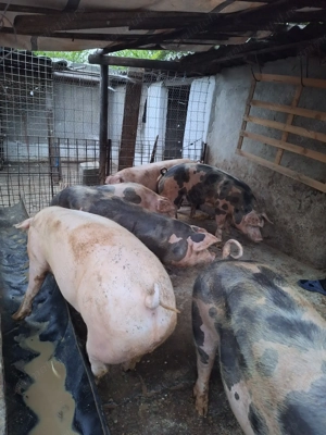 Porci crescuți bio de carne - imagine 2