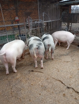 Porci -- Sanmartin de Beius -- 14 lei kg