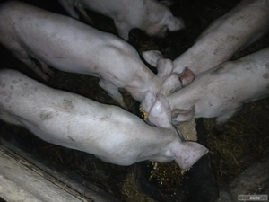 Porci și purcei de vânzare - imagine 2