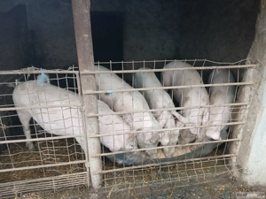 Porci și purcei de vânzare - imagine 4