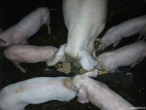 Porci și purcei de vânzare - imagine 3