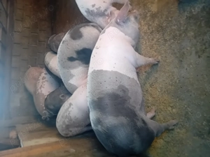 Vând porci lugojel  între 100-150 kg preț 15 lei  - imagine 2