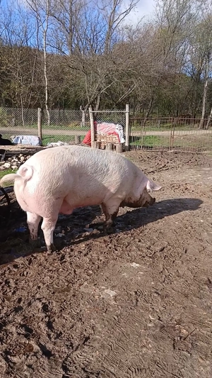 Porci de vanzare - imagine 2