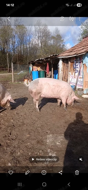 Porci de vanzare - imagine 3