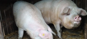 Porci mari de carne - imagine 3