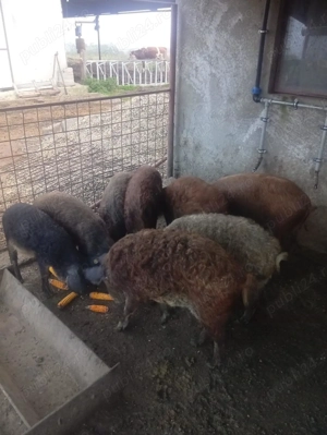 De vanzare porci mangalita crescuti natural - imagine 5