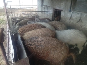 De vanzare porci mangalita crescuti natural - imagine 3