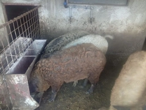 De vanzare porci mangalita crescuti natural - imagine 2