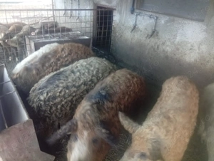 De vanzare porci mangalita crescuti natural - imagine 4