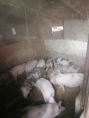 Vand purcei - imagine 5