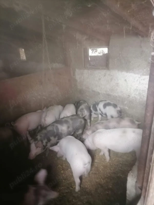 Vand purcei - imagine 4