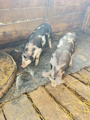 De vânzare 2 bucăți rasa pietrain 