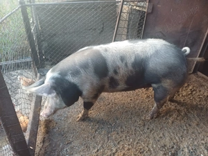 Se vinde purcea, rasa pietran. - imagine 2