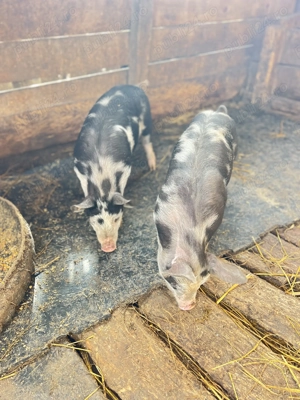 De vânzare o bucata ( femelă) rasa pietrain