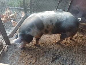 Se vinde purcea, rasa pietran - imagine 5