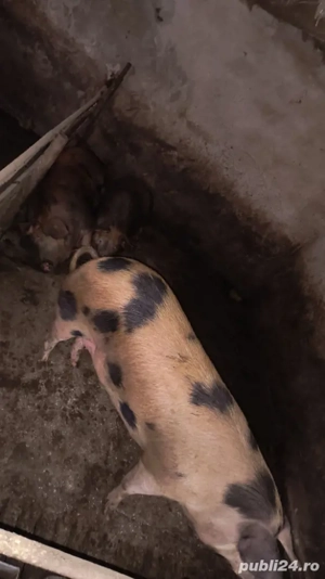 Porci de sacrificat - imagine 2