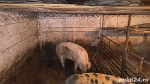 Porci de sacrificat - imagine 3