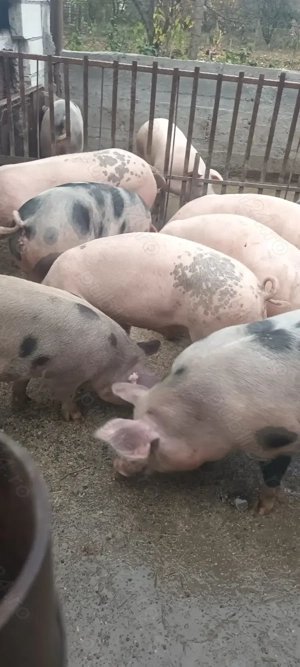 Porci de vinzare 