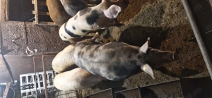 Porci de vânzare    - imagine 3