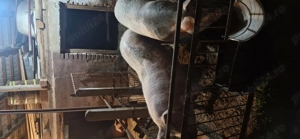 Porci de vânzare    - imagine 2