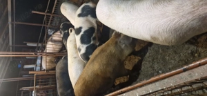 Porci de vânzare    - imagine 5