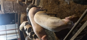 Porci de vânzare    - imagine 4